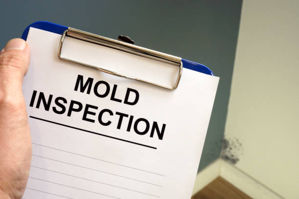 Environmental Consulting for Mold Prevention in Drew, MS